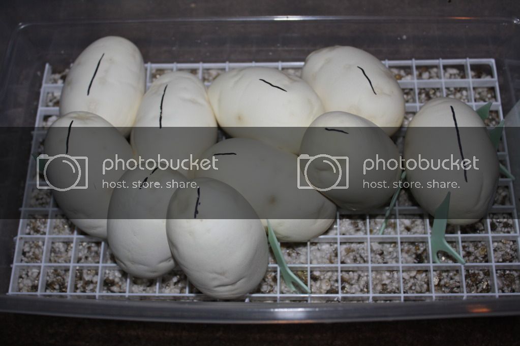IMG_2680.jpg