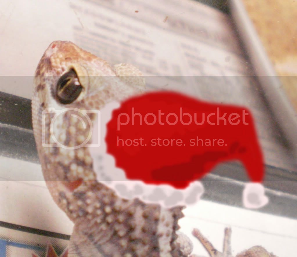 xmasgecko.jpg