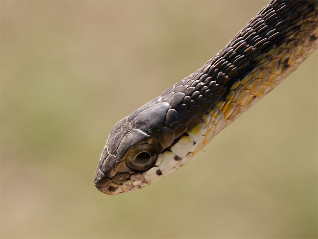 boomslang2.jpg