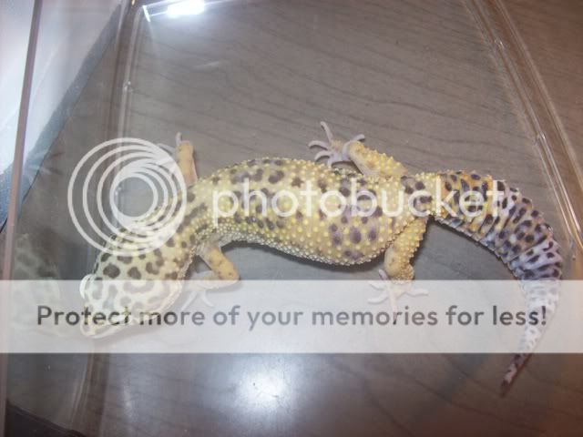 geckos011.jpg