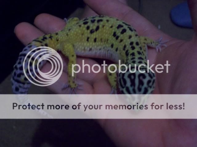 gecko015.jpg