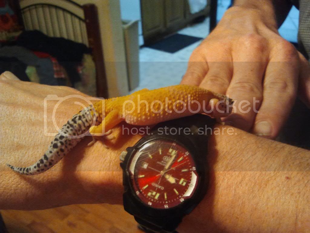 geckos_aura_2013-12-17213245.jpg