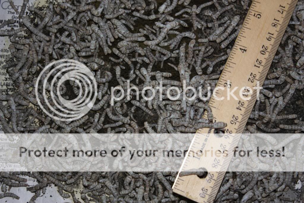 normalsilkworms1inch.jpg