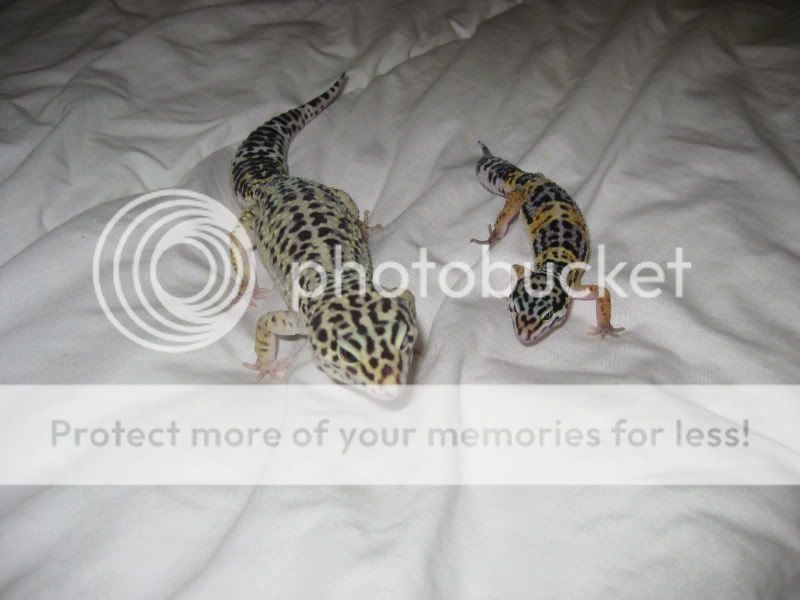 kidsandpets09122.jpg