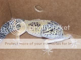 geckos2010.jpg