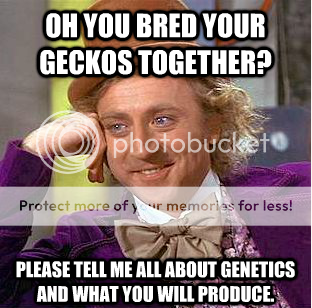 wonka.png