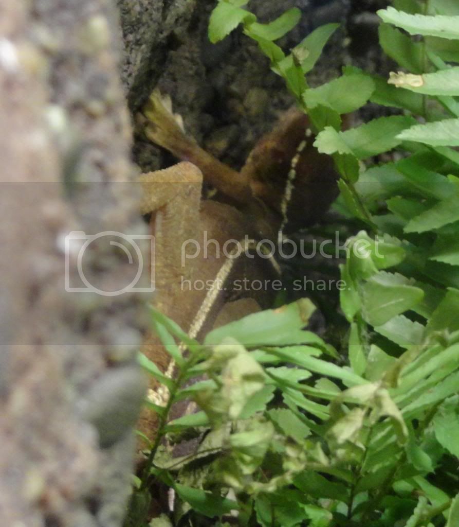 skunkgecko_zps15f70416.jpg