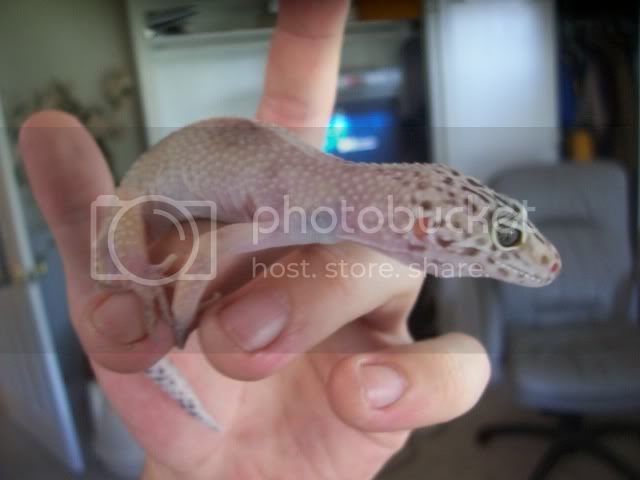 Gecko006.jpg