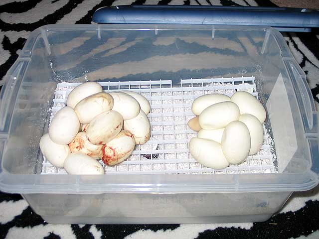 Two_Clutches_04-10-04.jpg