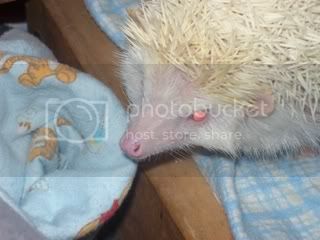 hedgie014.jpg