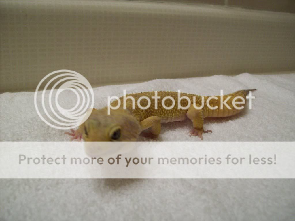 Geckos009.jpg
