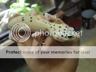 geckos010.jpg