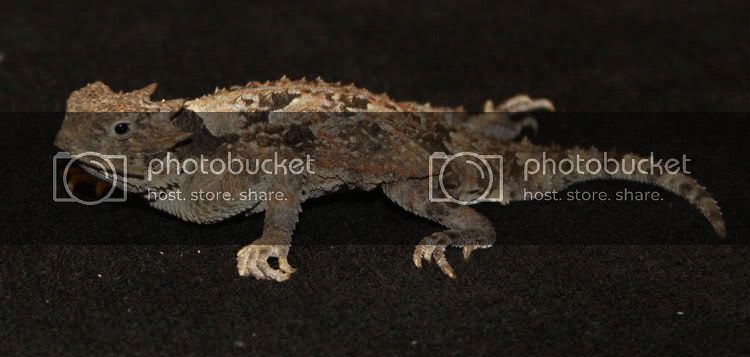 Krtchen-0022.jpg