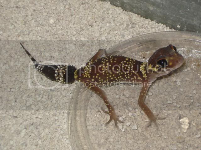 geckoniaenparoedura078.jpg