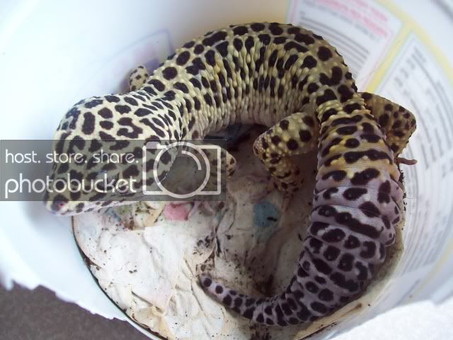 gex031.jpg
