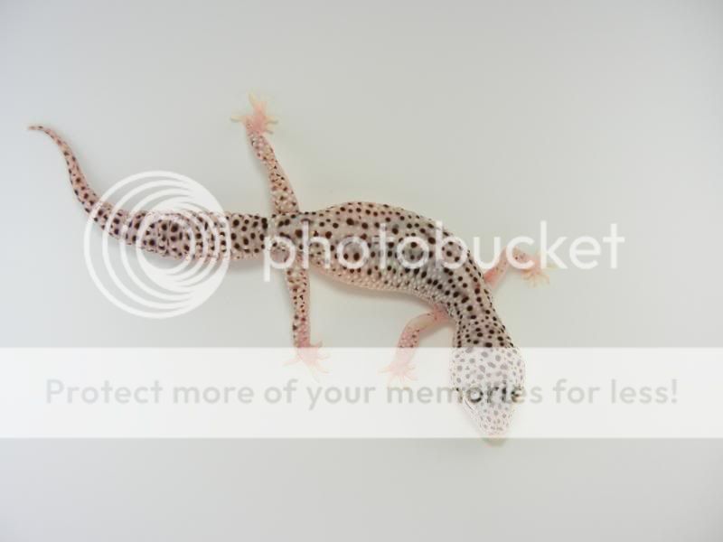 GeckosApril2011280.jpg