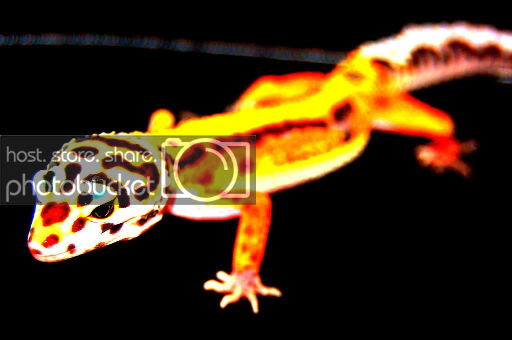 spykerherpsAug.jpg