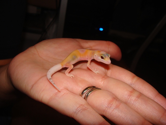 Nova%20%231%20R%20eye-body.jpg