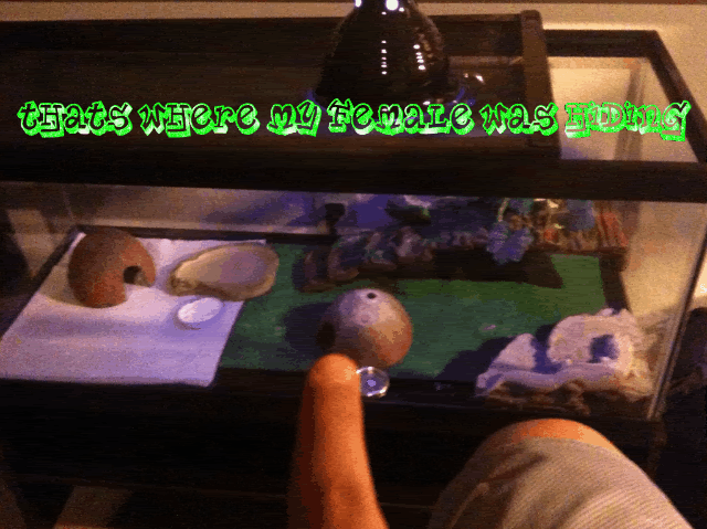 IMG_0617.gif