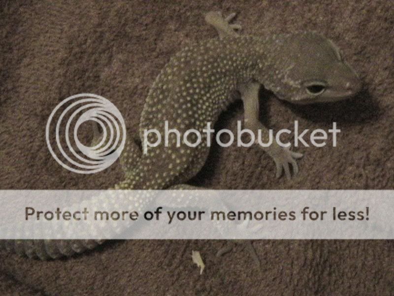 leopardgeckos-14.jpg