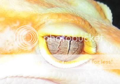 albinoga.jpg