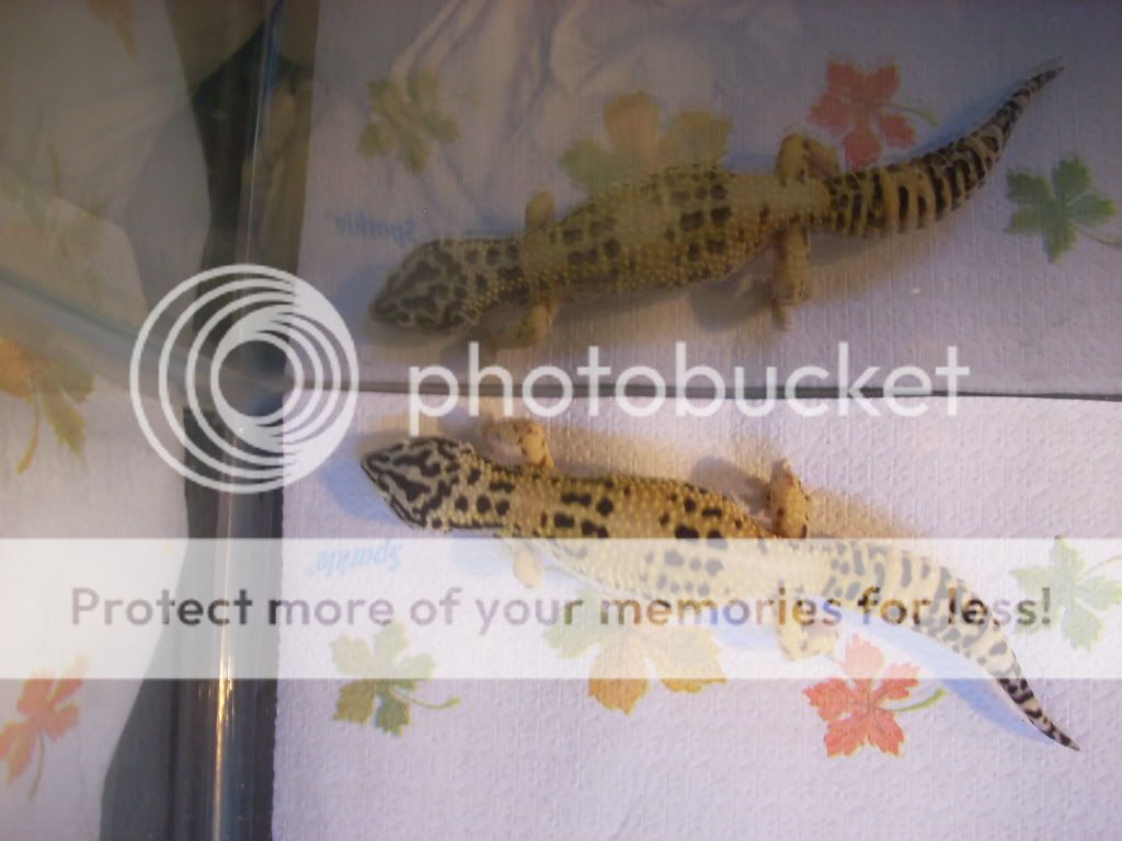 newleojan1509012.jpg