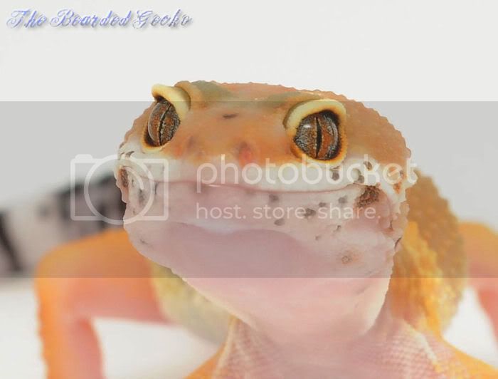 redeyetang4.jpg