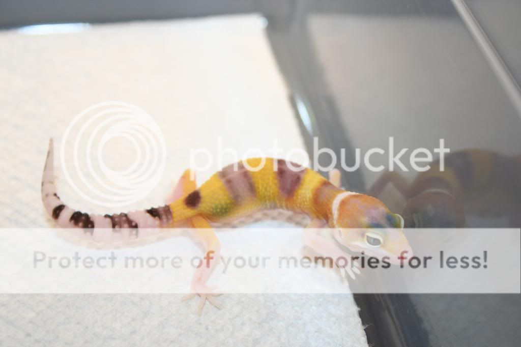 2-24-13wampyeclipsehettyph3_zps9e3f5220.jpg