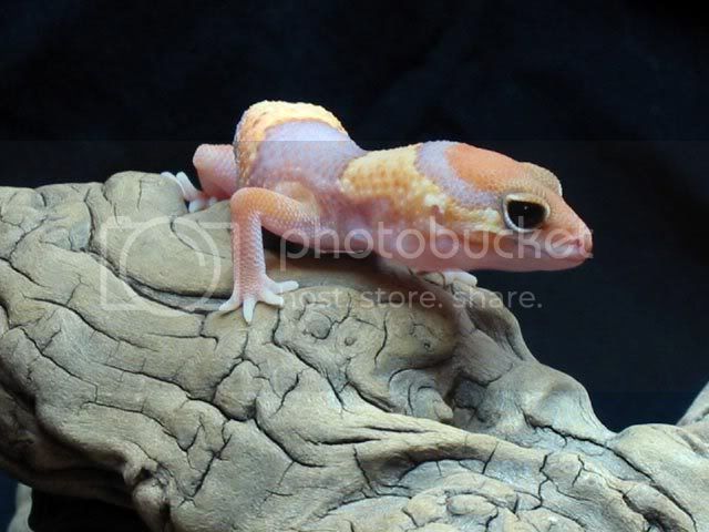 amelfattail640-01.jpg
