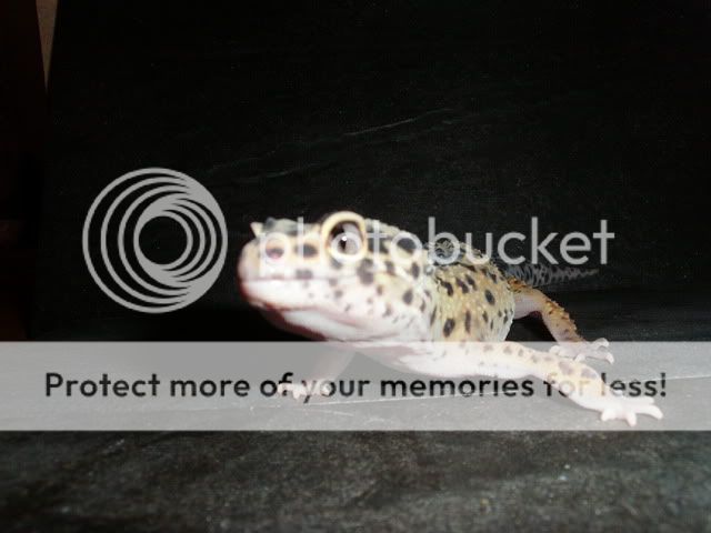 004.jpg