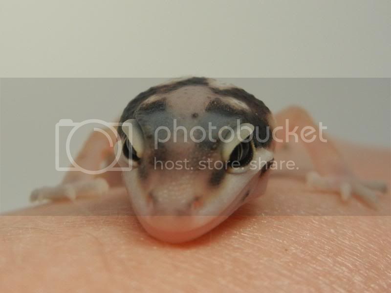 GeckosAugust2011051.jpg