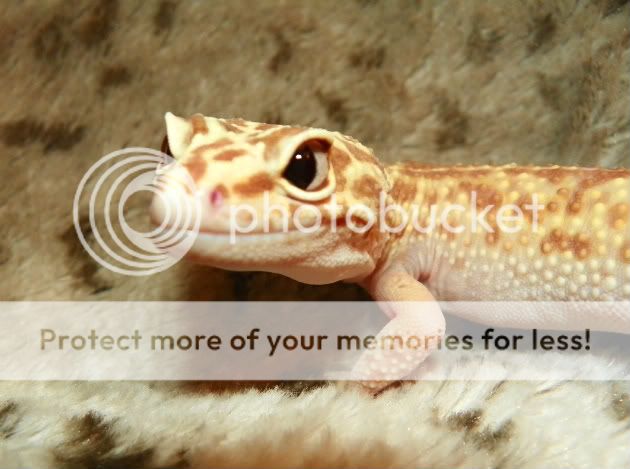 EasterGeckos121.jpg