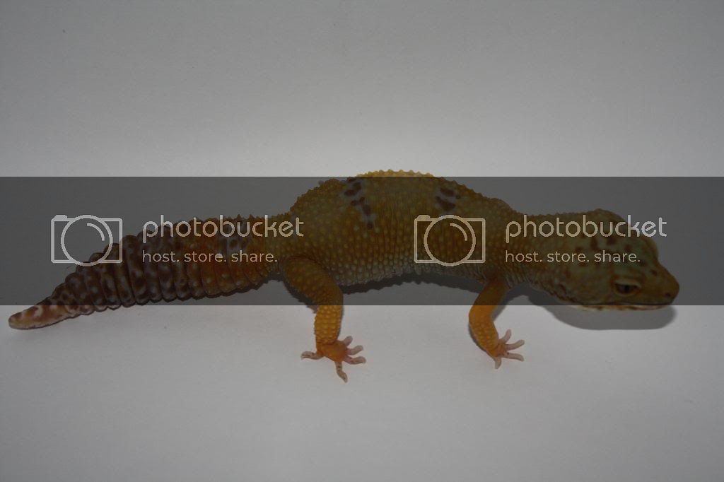 Geckos006.jpg