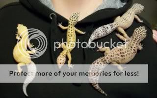 Geckos2010040-1.jpg