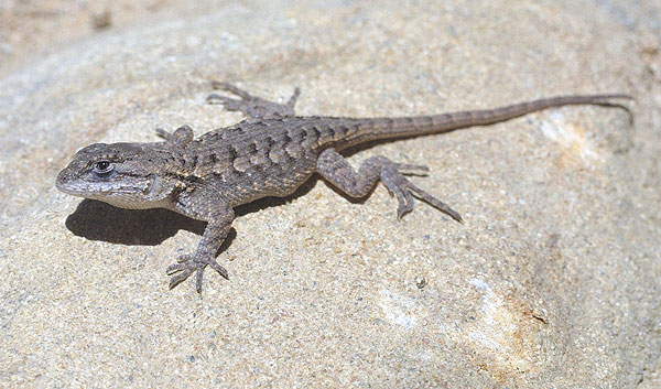 Western-Fence-Lizard-Images.jpg