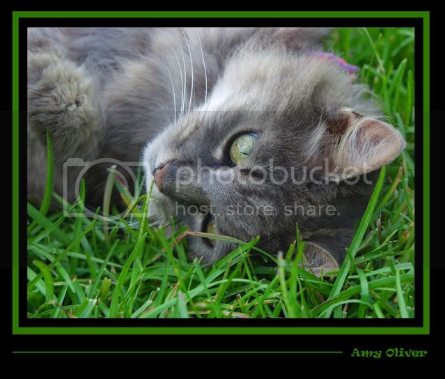 Lazing_in_the_Grass_by_thewolven-1.jpg