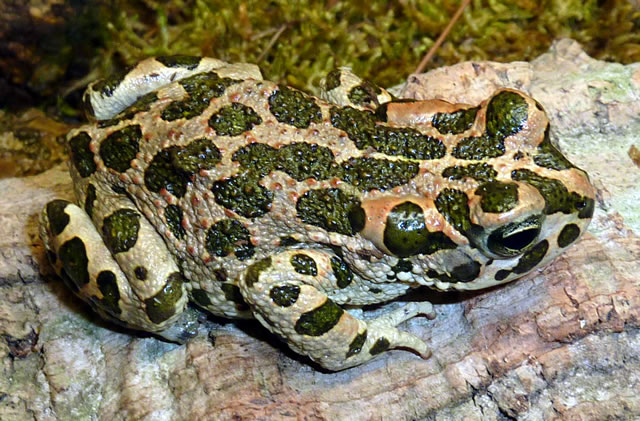 bufo-viridis1.jpg