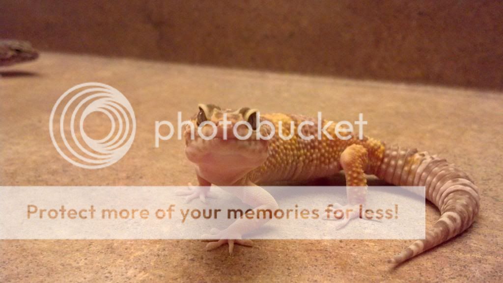 ResizedImage_1354410162829.jpg