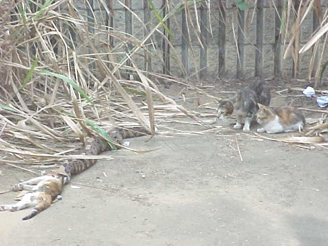 Gabonica_Katze.jpg
