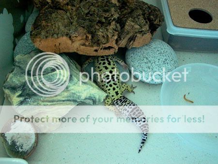 060927_marlysleeping.jpg