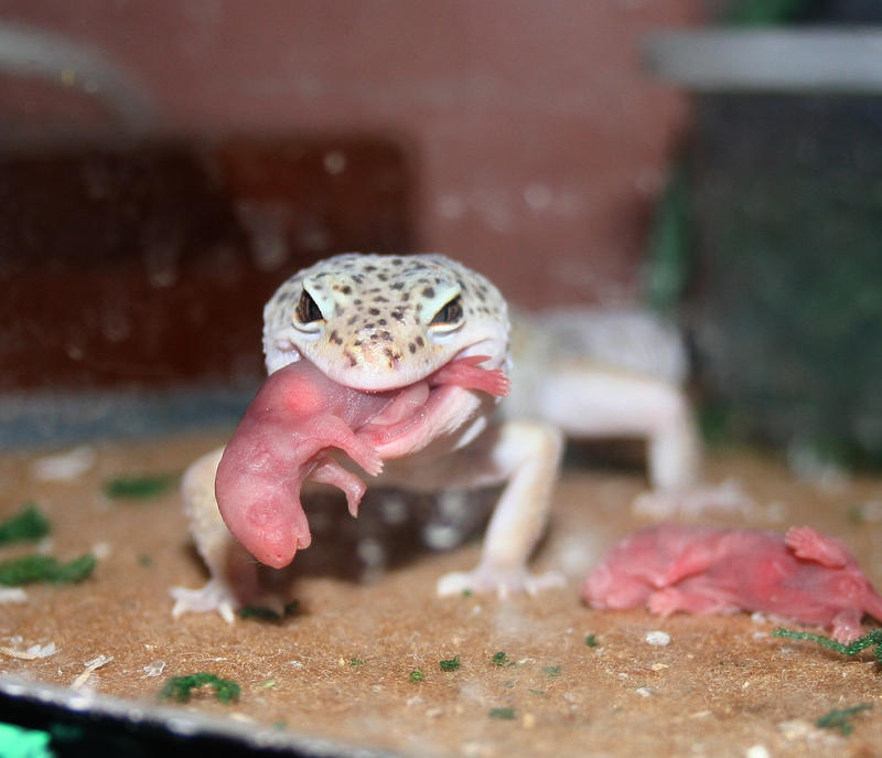 Eatin_Pinkies_by_spshlfx.jpg