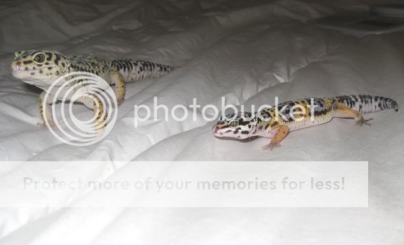 kidsandpets09120.jpg