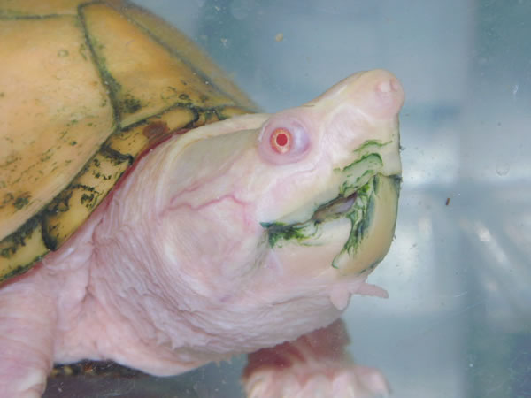 albino_razorback_head1_600.jpg