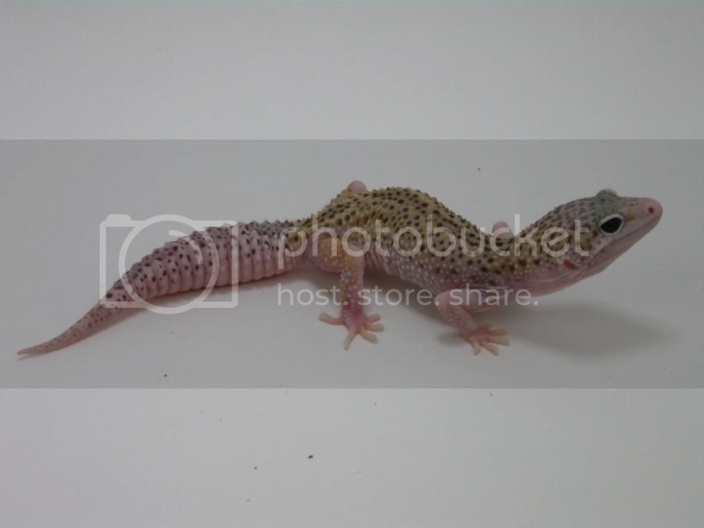 Leopardgeckos600-1.jpg