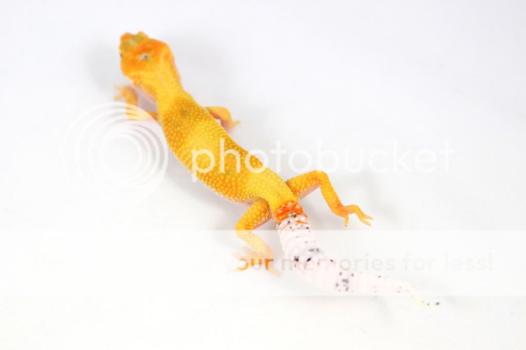 TangerineEnigma28g2.jpg