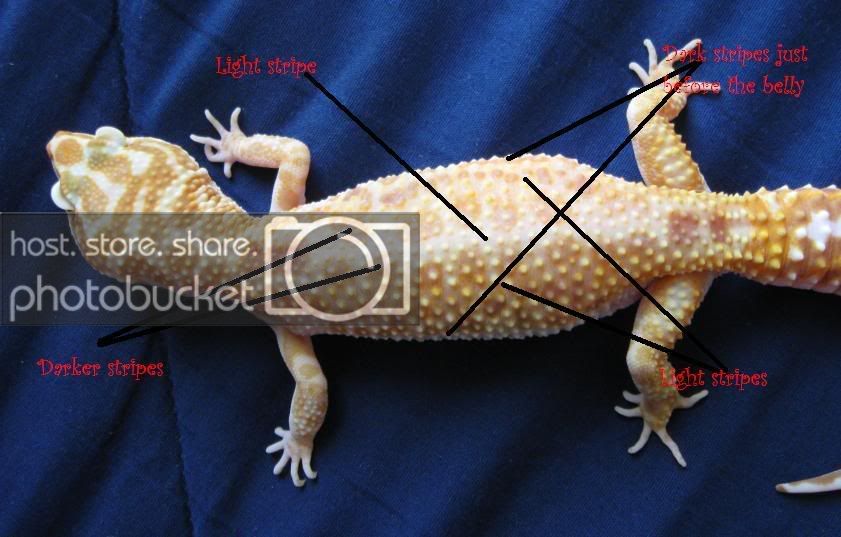Leopardgeckos166-2.jpg