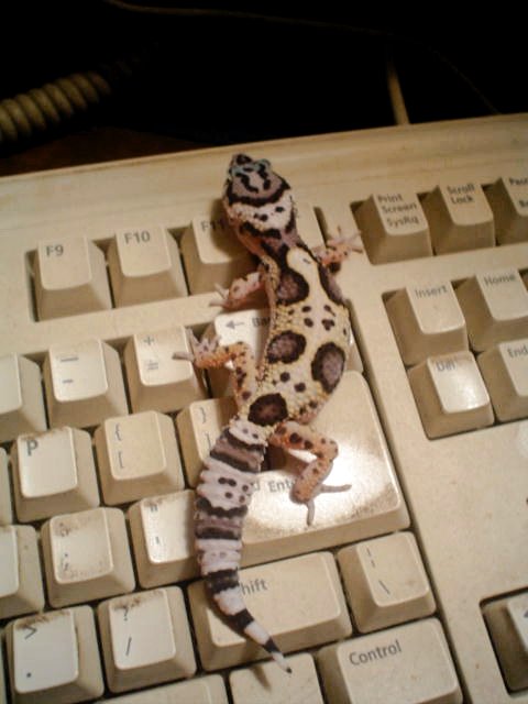 gecko2008monthold.jpg