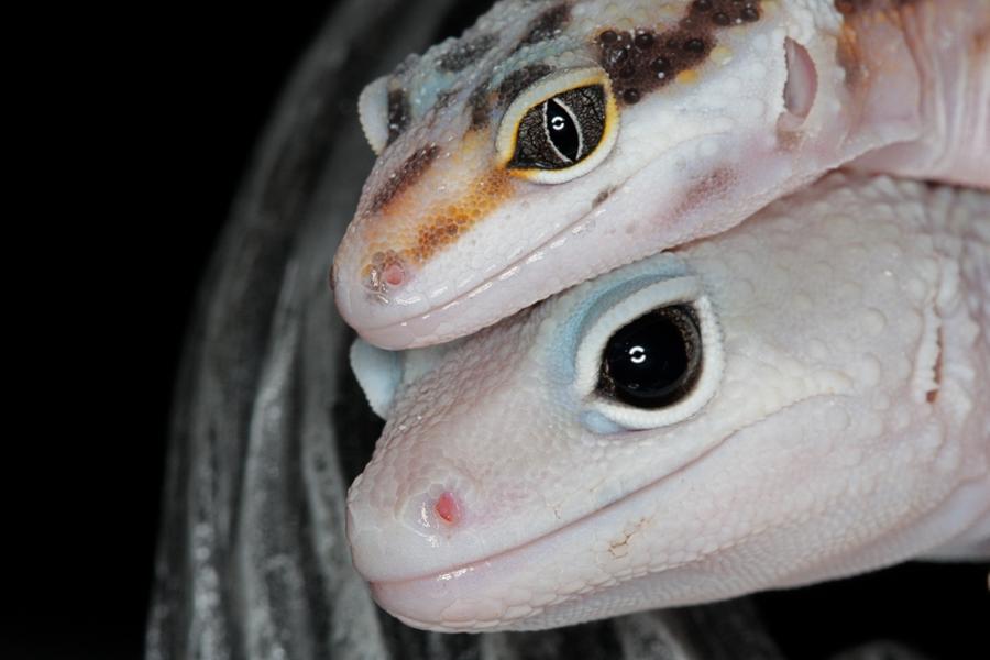 Geckos_3_by_mack1time.jpg