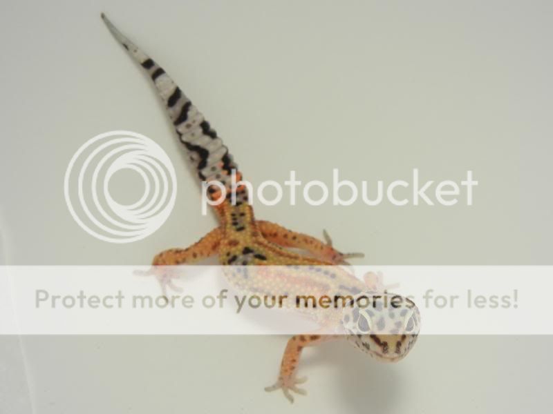 GeckosAugust2011007.jpg