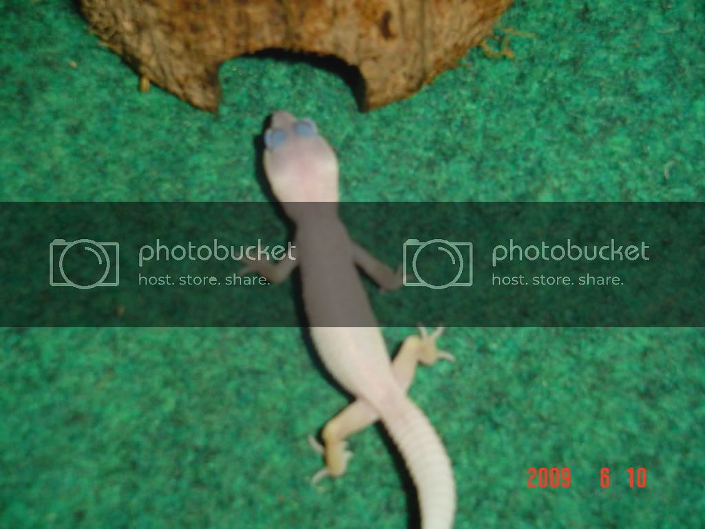 WhiteLizardNewHome.jpg
